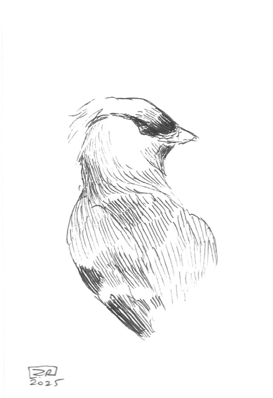 Ptak - Sójka, 10x15