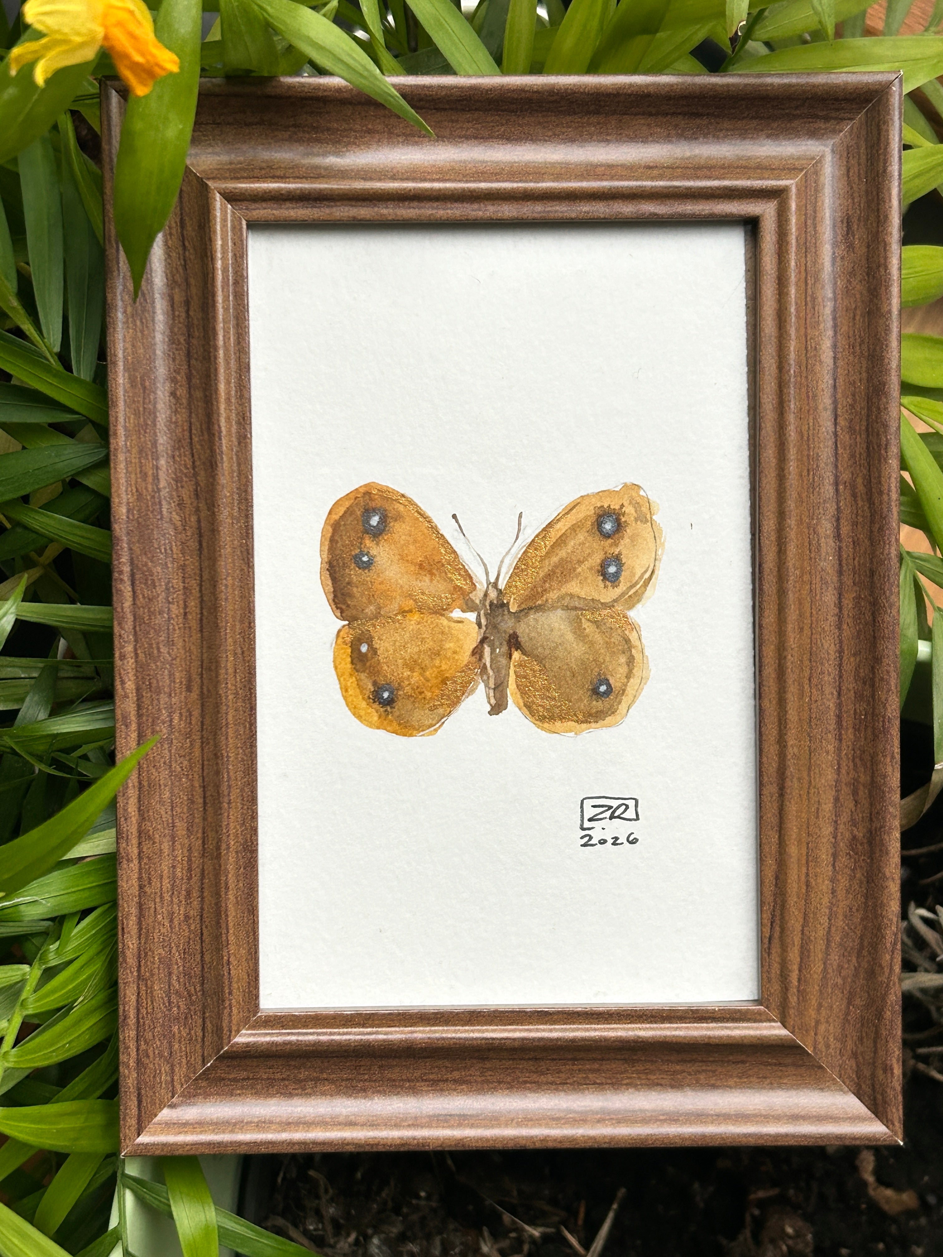 Motyl - Skalnik Driada, 10x15