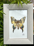 Motyl - Paź Królowej, 10x15