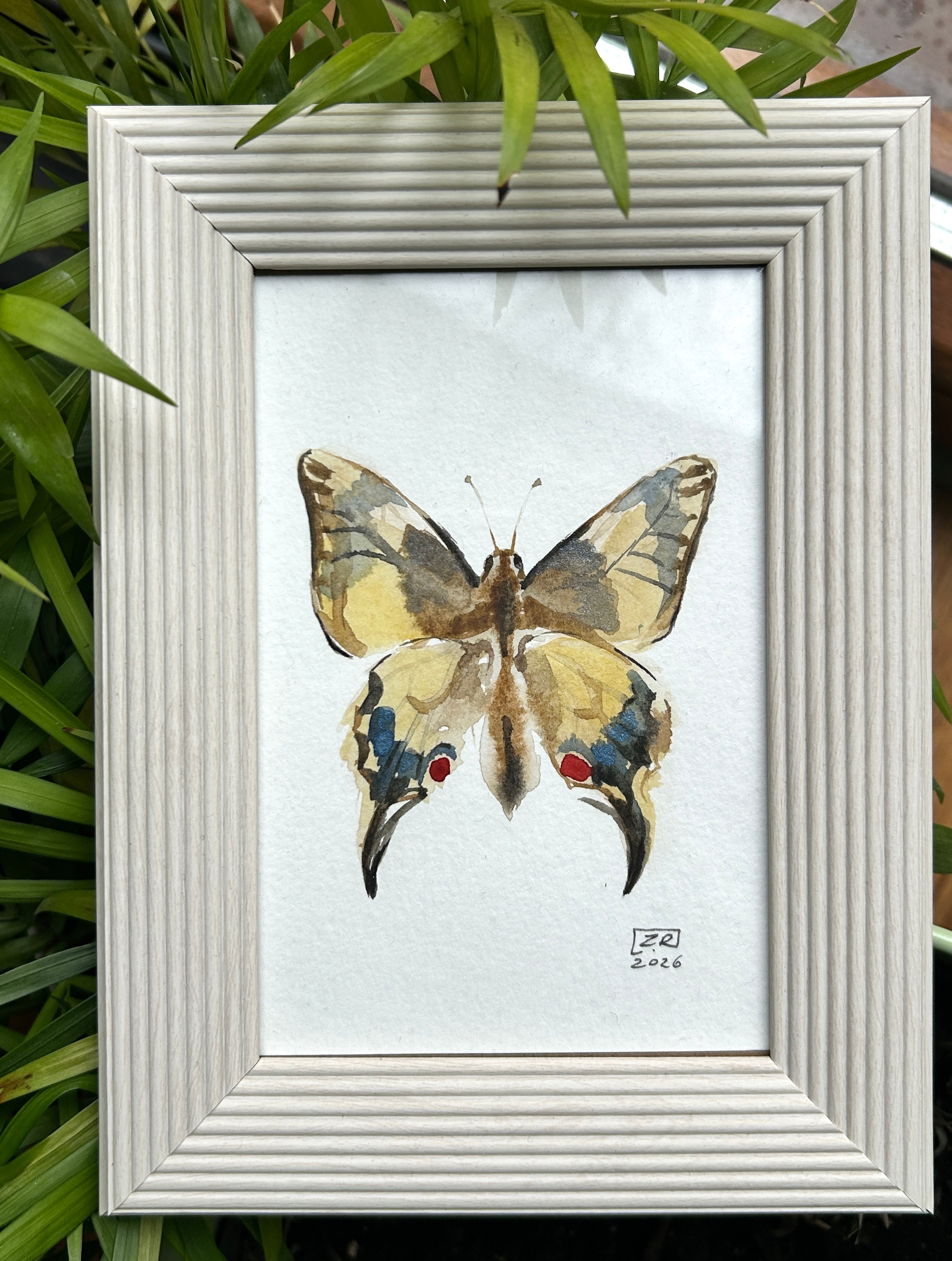 Motyl - Paź Królowej, 10x15