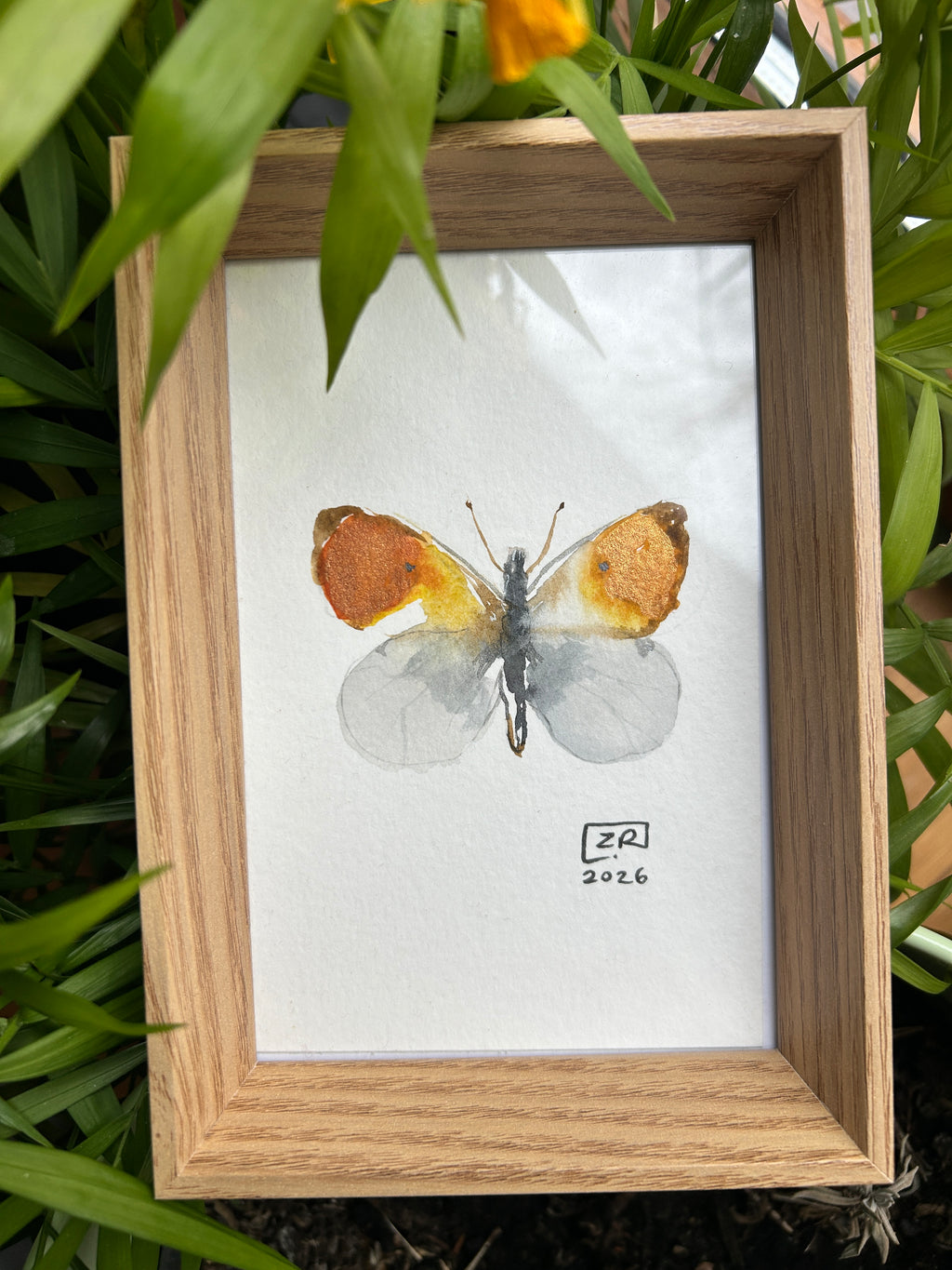 Motyl - Zorzynek Rzeżuchowiec, 10x15