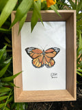 Motyl  - Danaus Genutia, 10x15