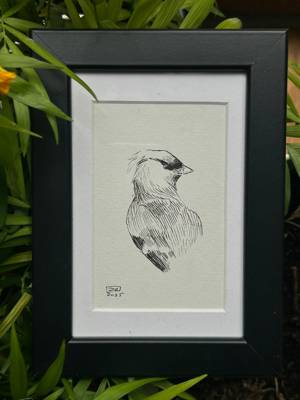 Ptak - Sójka, 10x15