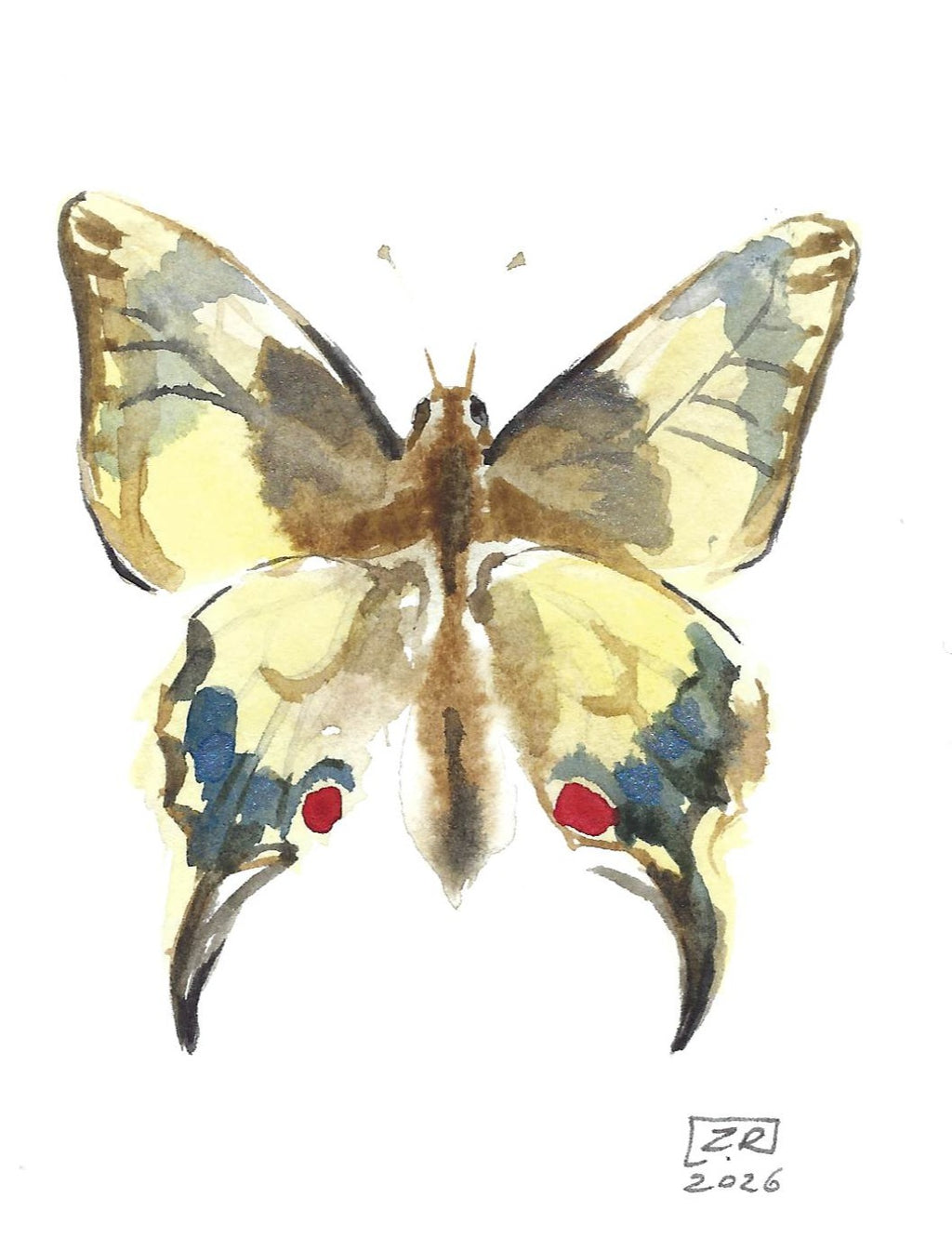 Motyl - Paź Królowej, 10x15