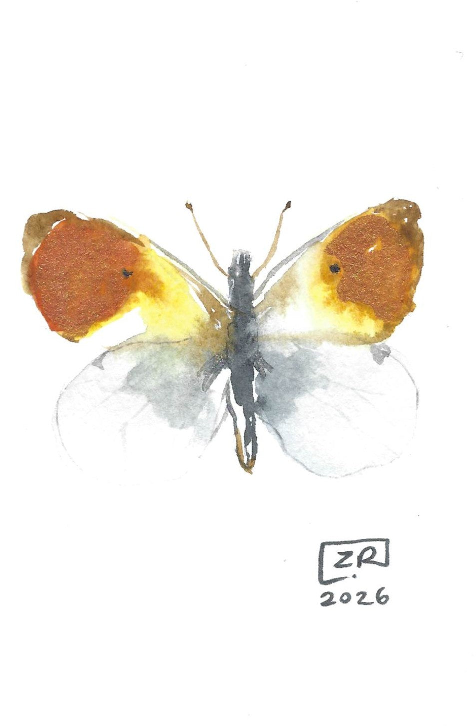 Motyl - Zorzynek Rzeżuchowiec, 10x15