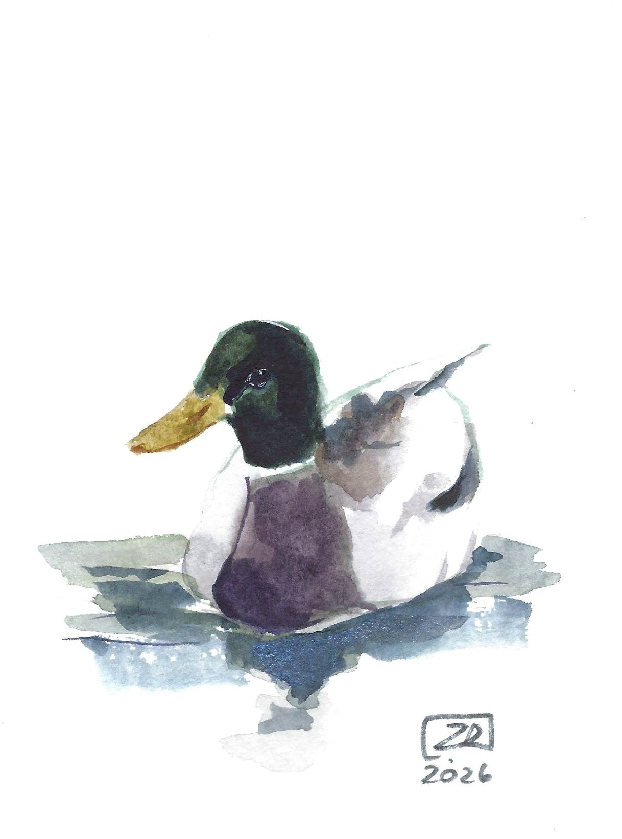 Ptak - Kaczka Krzyżówka 10 x 15 cm