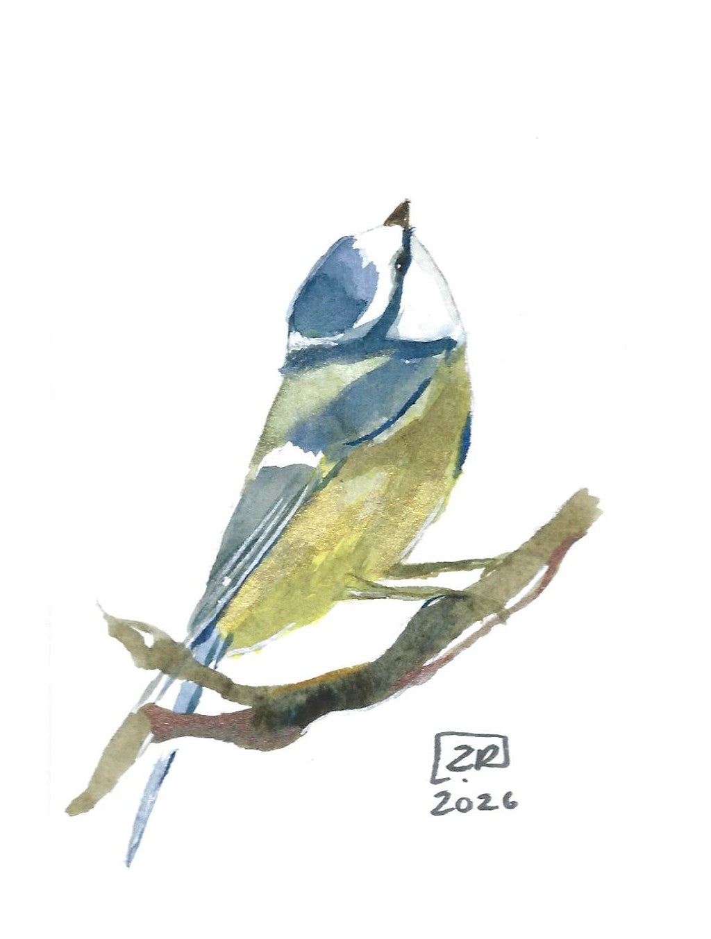 Ptak - Sikorka Modraszka, 10x15