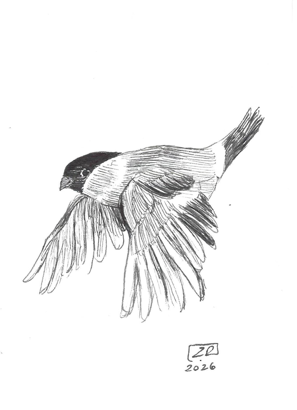 Ptak - Gil 10 x 15 cm