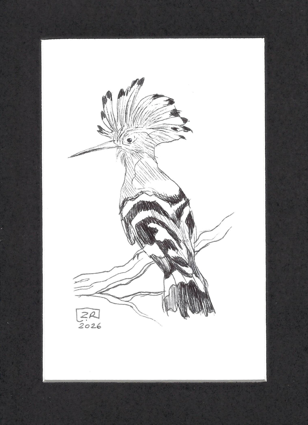 Ptak - Dudek, 13 x 18