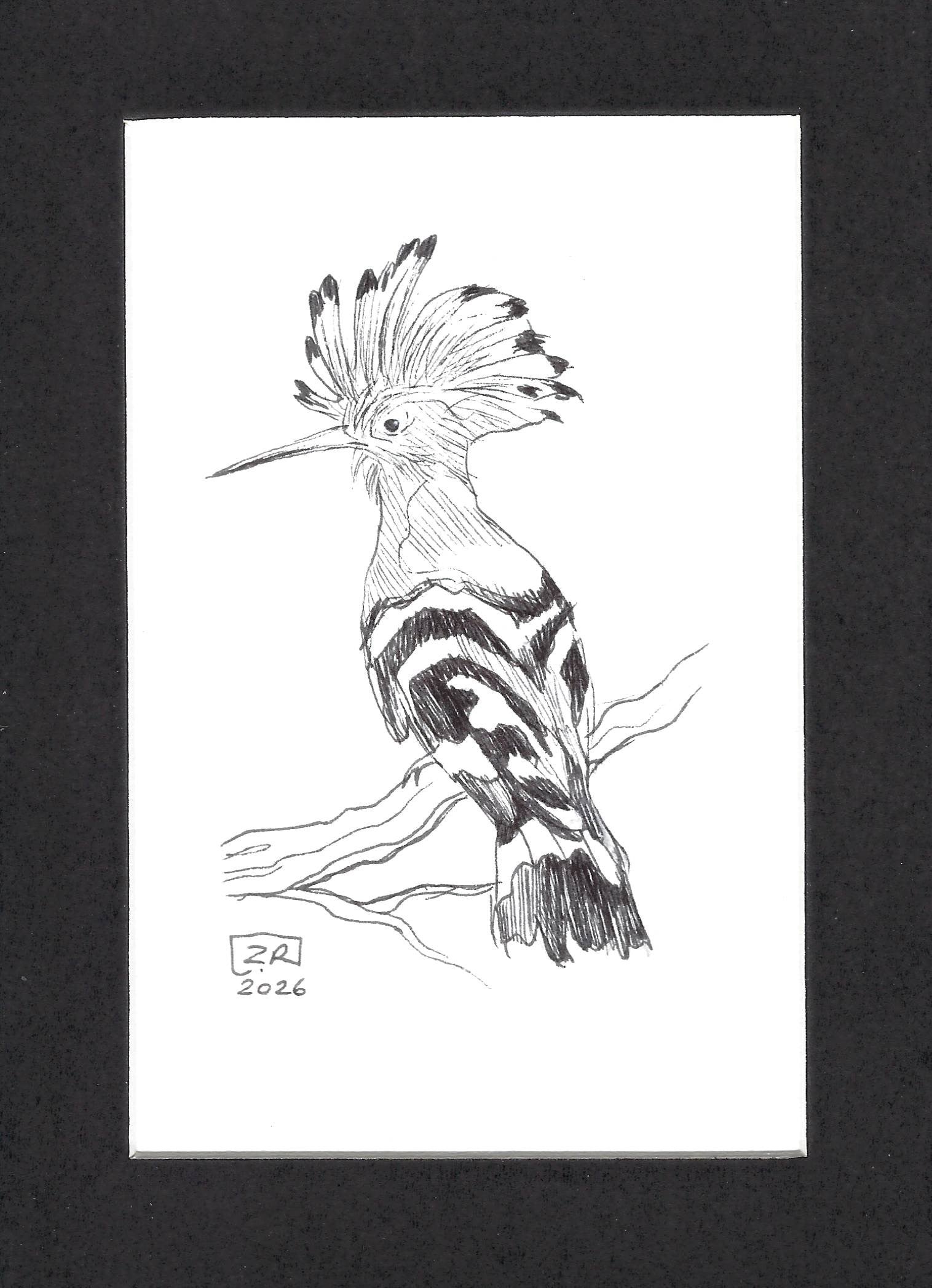 Ptak - Dudek, 13 x 18