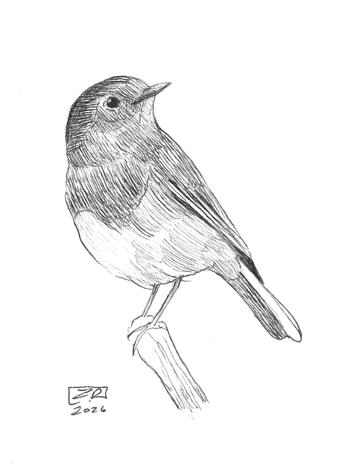 Ptak - Rudzik 10 x 15 cm