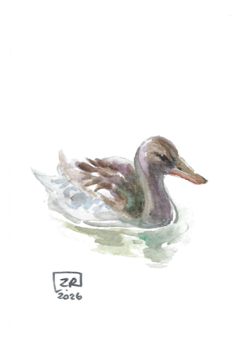 Ptak - Kaczka szara 10 x 15 cm